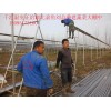 連棟溫室大棚設計-山東優質的薄膜溫室大棚建造推薦