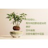 磁懸浮盆栽批發廠家|可信賴的空中盆栽加盟資訊