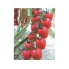 [泰和錦繡種業(yè)]西紅柿種子品質(zhì)好|河南大紅西紅柿種子