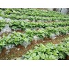 馬鈴薯種植地膜哪里有賣，廣西地膜生產廠家