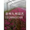 九州園藝專業供應芝櫻-黑龍江芝櫻
