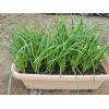 濰坊有機韭菜供應商推薦 超市供應有機韭菜