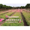 水生植物哪里有賣的 水生植物價(jià)格行情