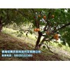 樹(shù)上干杏——專業(yè)供應(yīng)樹(shù)上干杏