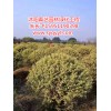 供應江蘇無病蟲害的造型景松，泰州造型景松