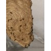想找高效的白蟻防治當(dāng)選康久美有害生物防治 泉州滅白蟻機(jī)構(gòu)