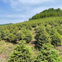 出售:青扦云杉1.5米—2米，30*30定值杯苗，數(shù)據(jù)1萬棵